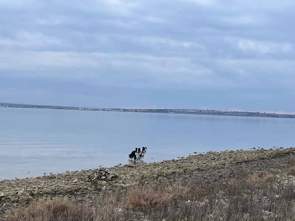 Die Hunde lieben die Strandspiele zu Neujahr in Zadar