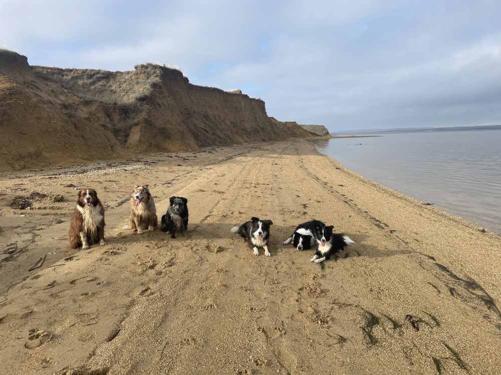 Border Collies treffen Australian Shepherd