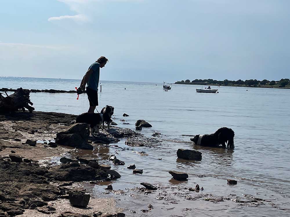 Hunde lieben Wasserspiele am Strand von Novigrad