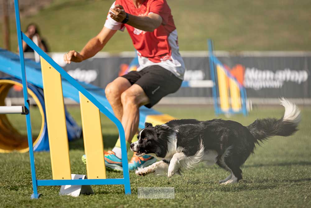 FCI Agility European Open 2024 Southam/England